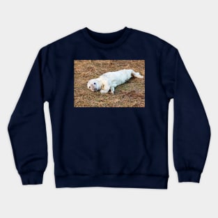 New Born Grey Seal Pup Crewneck Sweatshirt